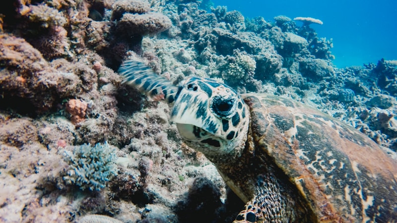 Great Barrier Reef